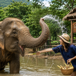 Tour Chiang Mai
