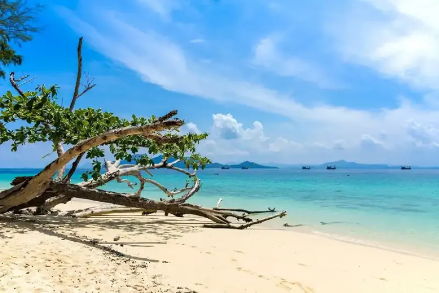 Driftwood tree branch on white sandy beach with clear blue sea background Koh Lanta Ultimate Kradan Island Escape by Longtail Boat